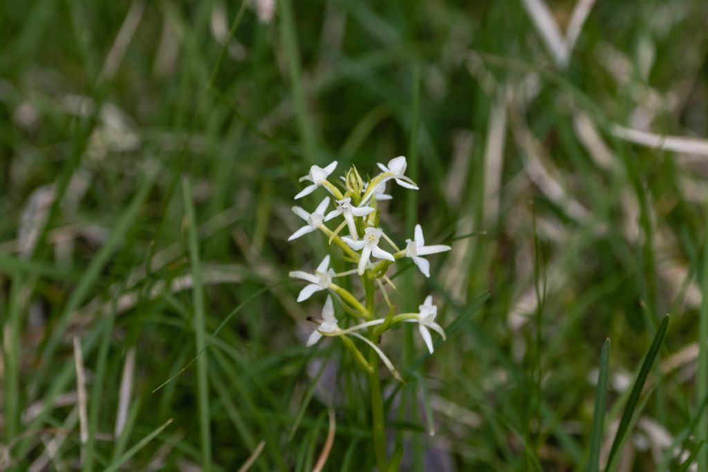 Plantanthera Bifolia ?